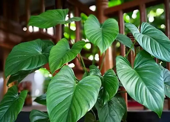 Maison Model D'angkor 3*